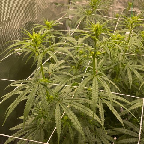 Sour Desel #Ds growlog timeline photo