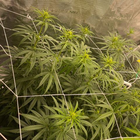 Sour Desel #Ds growlog timeline photo