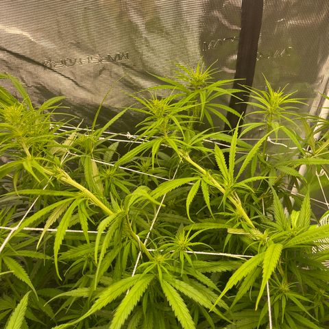 Sour Desel #DF growlog timeline photo