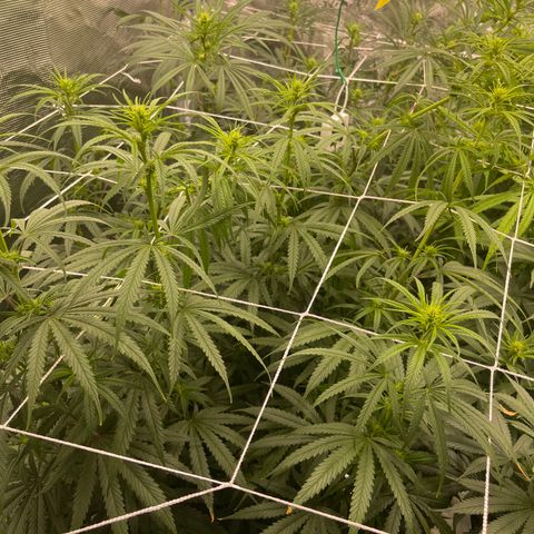 Sour Desel #Ds growlog timeline photo