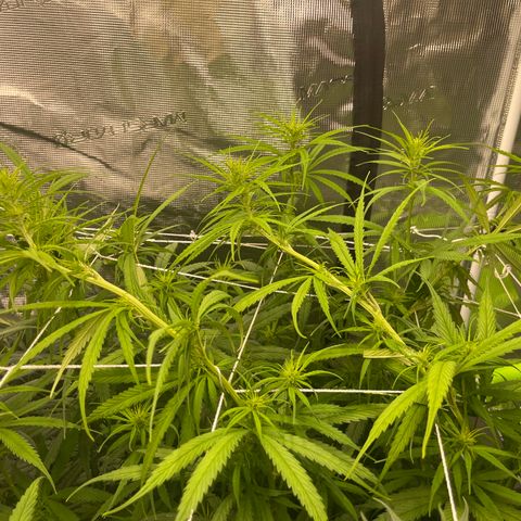 Sour Desel #DF growlog timeline photo