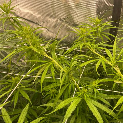 Sour Desel #DF growlog timeline photo