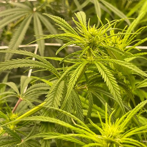 Sour Desel #Ds growlog timeline photo