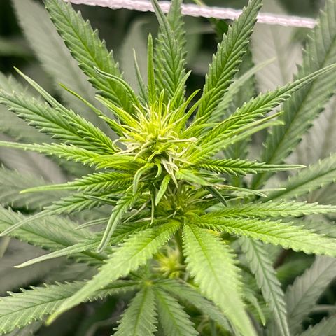 Sour Desel #D lst growlog timeline photo