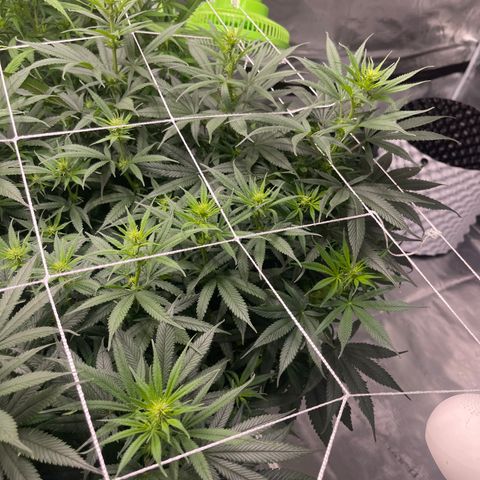 Sour Desel #D lst growlog timeline photo