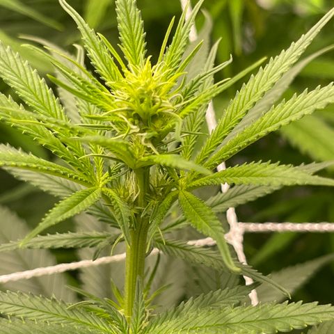 Sour Desel #D lst growlog timeline photo