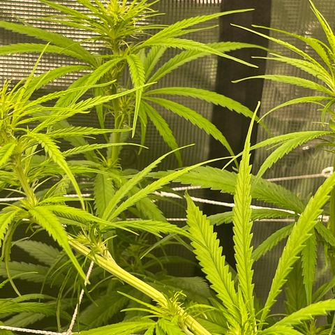 Sour Desel #DF growlog timeline photo