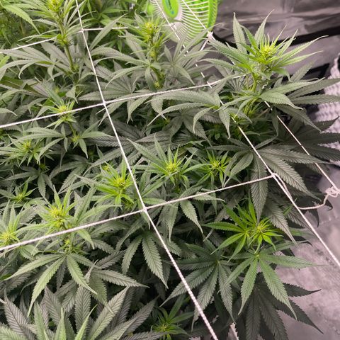 Sour Desel #D lst growlog timeline photo