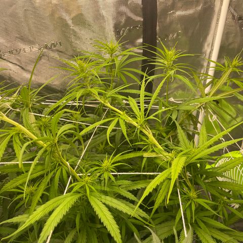 Sour Desel #DF growlog timeline photo