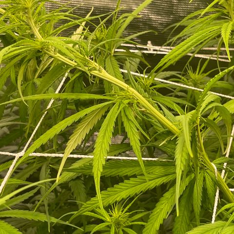 Sour Desel #DF growlog timeline photo