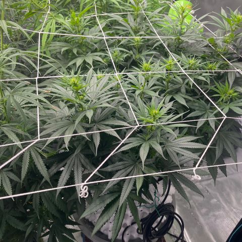 Sour Desel #D lst growlog timeline photo