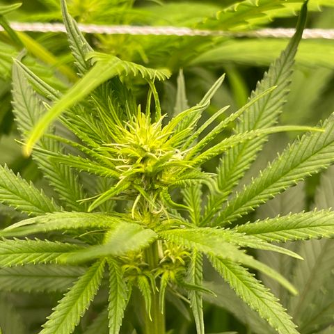 Sour Desel #D lst growlog timeline photo