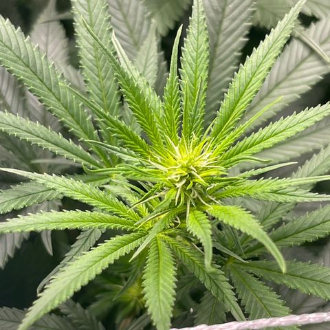 Sour Desel #D lst growlog timeline photo