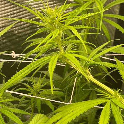 Sour Desel #DF growlog timeline photo