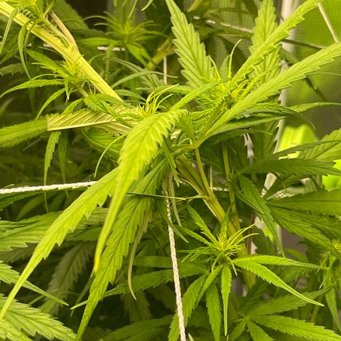 Sour Desel #DF growlog timeline photo