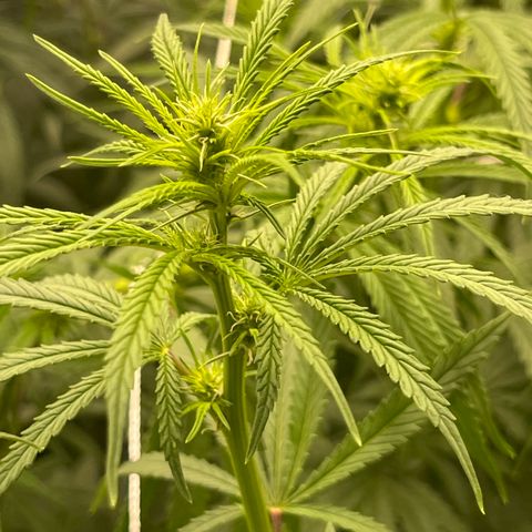 Sour Desel #Ds growlog timeline photo