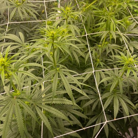 Sour Desel #Ds growlog timeline photo