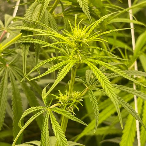Sour Desel #Ds growlog timeline photo