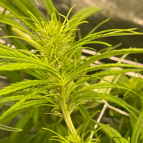 Sour Desel #DF growlog timeline photo