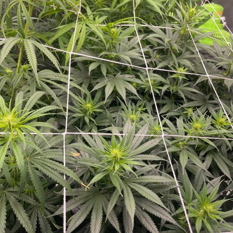Sour Desel #D lst growlog timeline photo