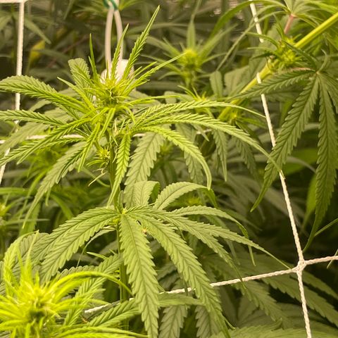 Sour Desel #Ds growlog timeline photo