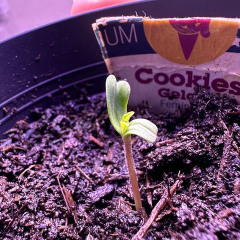 Cookies Gelato growlog timeline photo