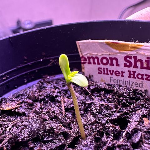 Lemon Haze growlog timeline photo