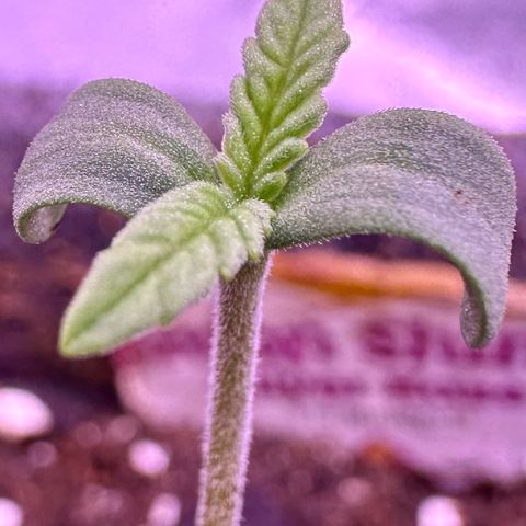Lemon Haze growlog timeline photo