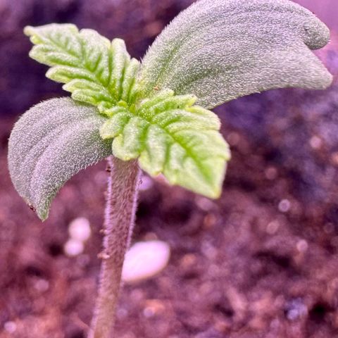 Cookies Gelato growlog timeline photo