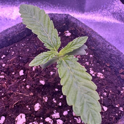 Cookies Gelato growlog timeline photo