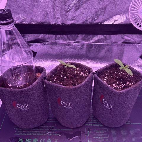 Lemon Haze growlog timeline photo