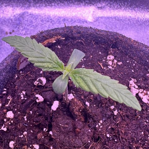 Lemon Haze growlog timeline photo