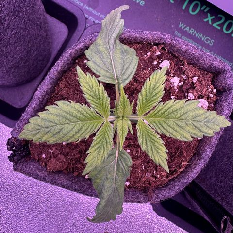 Lemon Haze growlog timeline photo