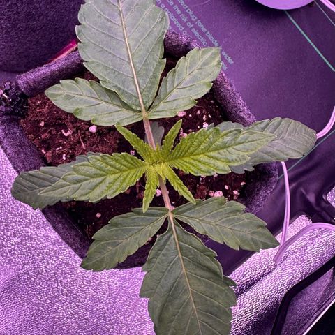 Cookies Gelato growlog timeline photo