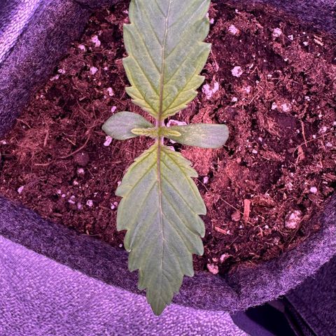 Special Queen - RQS growlog timeline photo
