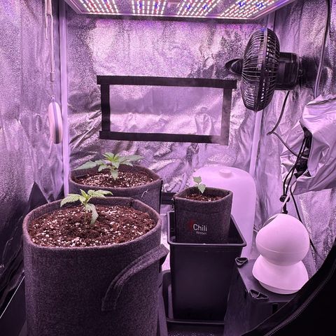 Lemon Haze growlog timeline photo