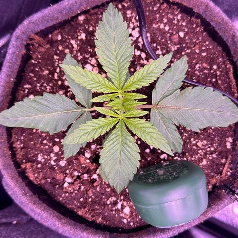 Cookies Gelato growlog timeline photo