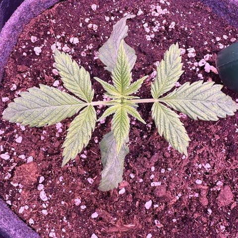 Lemon Haze growlog timeline photo