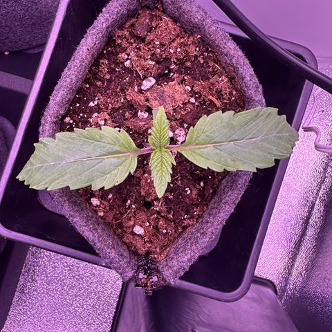 Special Queen - RQS growlog timeline photo
