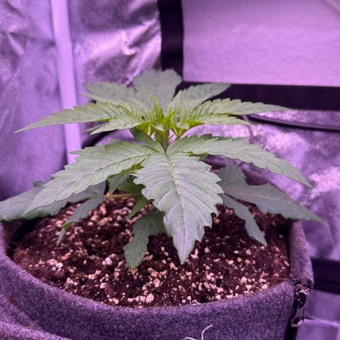 Cookies Gelato growlog timeline photo