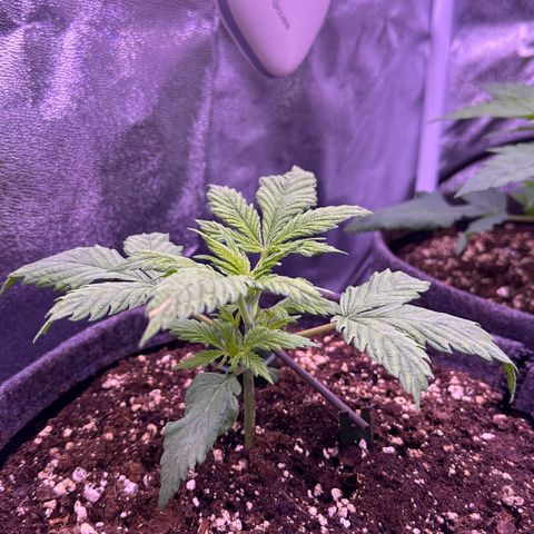 Lemon Haze growlog timeline photo