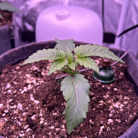 Special Queen - RQS growlog timeline photo
