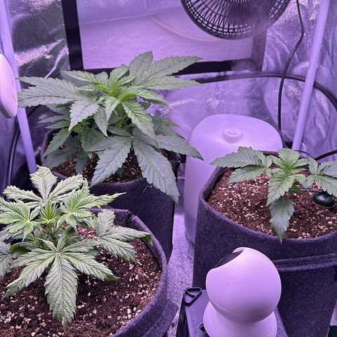Lemon Haze growlog timeline photo