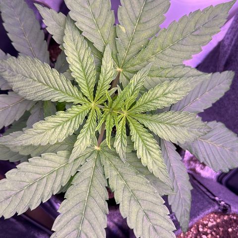Cookies Gelato growlog timeline photo