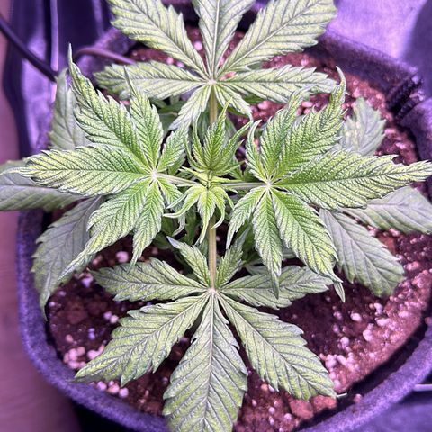Lemon Haze growlog timeline photo