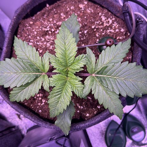 Special Queen - RQS growlog timeline photo