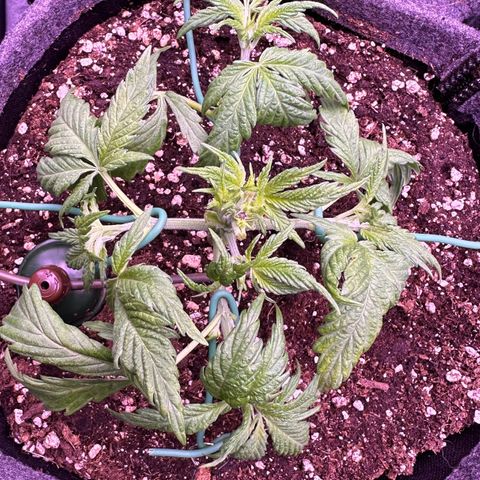 Lemon Haze growlog timeline photo