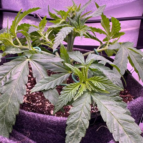 Cookies Gelato growlog timeline photo