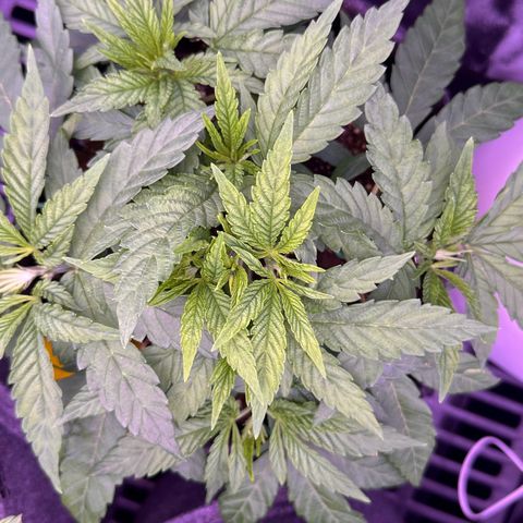 Cookies Gelato growlog timeline photo