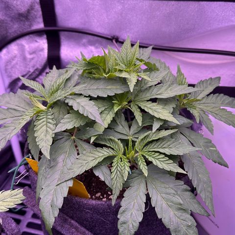 Cookies Gelato growlog timeline photo